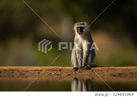 Vervet monkey sits by edge of waterhole 124691064