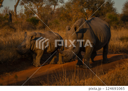 White rhino and calf stand on track White rhino and calf stand on track 124691065