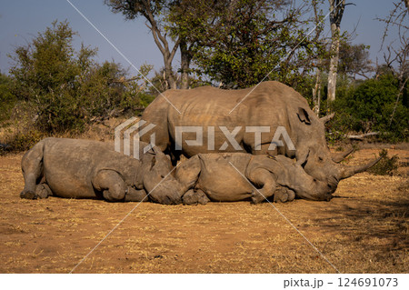 White rhino stands beside two others sleeping White rhino stands beside two others sleeping 124691073
