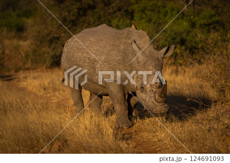 White rhino walks along track in clearing White rhino walks along track in clearing 124691093