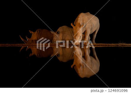 White rhinos reflected in waterhole at night 124691096