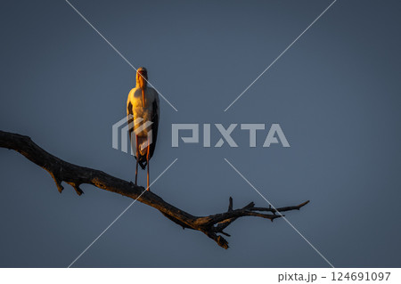 Yellow-billed stork faces camera on dead branch 124691097
