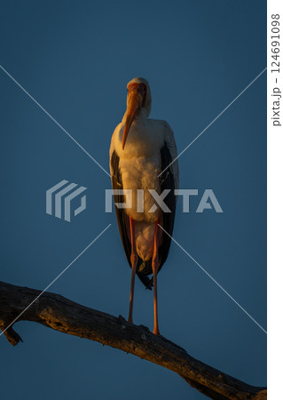 Yellow-billed stork on branch as sun sets 124691098