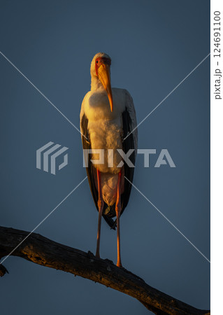 Yellow-billed stork on branch in golden light 124691100