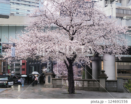 桜（雨の日本橋） 124691556