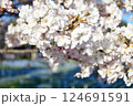 桜咲く 124691591