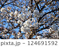桜咲く 124691592
