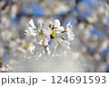 桜咲く 124691593