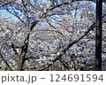 桜咲く 124691594
