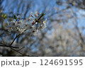 桜咲く 124691595