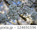 桜咲く 124691596