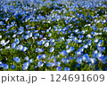 ネモフィラ咲く 124691609