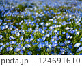 ネモフィラ咲く 124691610