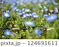ネモフィラ咲く 124691611