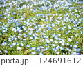 ネモフィラ咲く 124691612