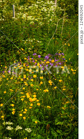 Meadow with flowers in spring or summer. Meadow with flowers in spring or summer. 124692045