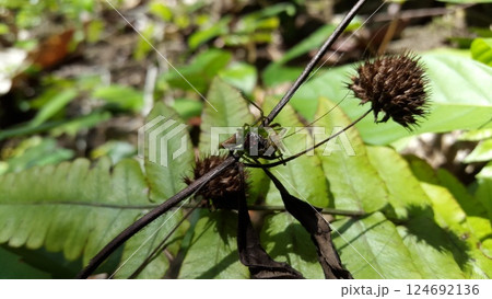 Green Jumping Spider (Mopsus mormon) eats crickets. Shot in jungle. 124692136