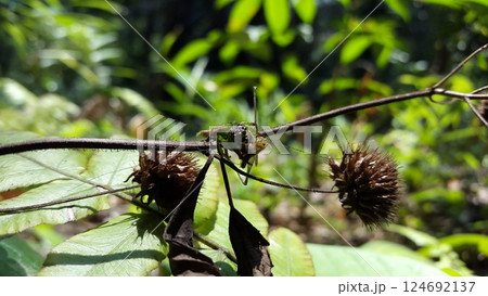 Green Jumping Spider (Mopsus mormon) eats crickets. Shot in jungle. 124692137