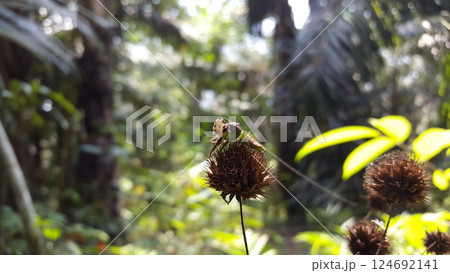 Green Jumping Spider (Mopsus mormon) eats crickets. Shot in jungle. 124692141
