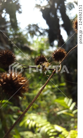 Green Jumping Spiders (Mopsus mormon) eat crickets. 124692151