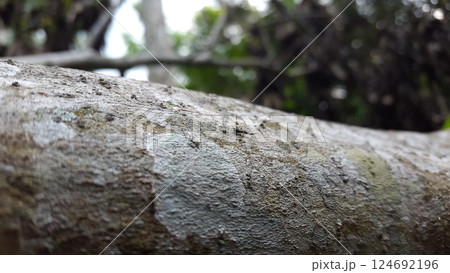 Phlaeothripidae is a family of thrips with hundreds of genera. They are the only extant family of the suborder Tubulifera. Phlaeothripidae, thrips, Elaphrothrips tuberculatus. Phlaeothripidae is a family of thrips with hundreds of genera. They are the only extant family of the suborder Tubulifera. Phlaeothripidae, thrips, Elaphrothrips tuberculatus. 124692196