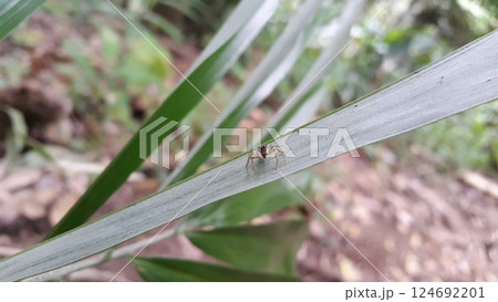 Arachnid small jumping spider on green leaf. Shot in jungle. 124692201