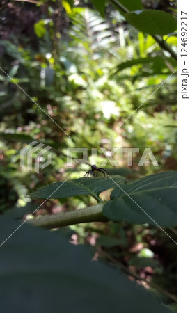 Blue jumping spider perched on a green leaf. Elegant Golden Jumper, Chrysilla volupe, jumping spider, Genus Sidusa. 124692217