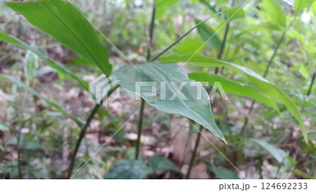 Neurigona disjuncta, Neurigona Rondani, Chrysopilus quadratus, Drosophila. Fruit Fly Diptera Parasite Insect 124692233