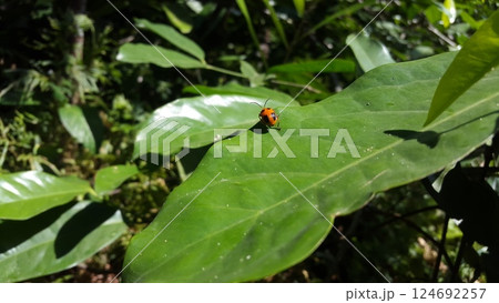 ORCHID BEETLES, DENDROBIUM BEETLE. STETHOPACHYS FORMOSA perched on a green leaf. Shot in forest 124692257