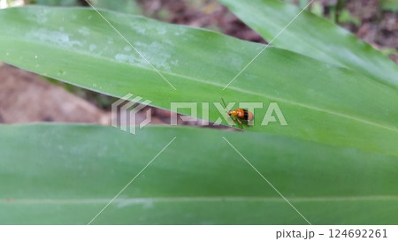 ORCHID BEETLES, DENDROBIUM BEETLE. STETHOPACHYS FORMOSA perched on a green leaf. Shot in forest 124692261