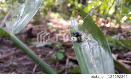 Chrysomya megacephala perched on a plant leaf. Shot in jungle. Calliphoridae, Luciliinae, Lucilia, Phaenicia, Musca caesar 124692265
