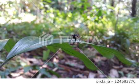 Musca domestica perched on a leaf. Shot in the jungle. Musca domestica, subordo Cyclorrhapha, Chrysomya megacephala, Calliphoridae, Luciliinae, Lucilia, Phaenicia, Musca caesar. 124692270