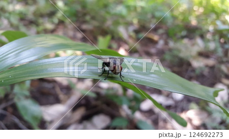 Musca domestica perched on a leaf. Shot in the jungle. Musca domestica, subordo Cyclorrhapha, Chrysomya megacephala, Calliphoridae, Luciliinae, Lucilia, Phaenicia, Musca caesar. 124692273