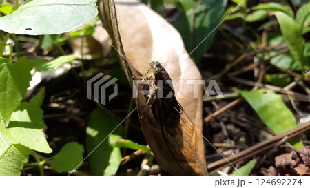 Cicadae insect on brown leaf. Shot in the jungle. Insect T auletes - Megatibicen auletes - giant cicada. Cicadae insect on brown leaf. Shot in the jungle. Insect T auletes - Megatibicen auletes - giant cicada. 124692274
