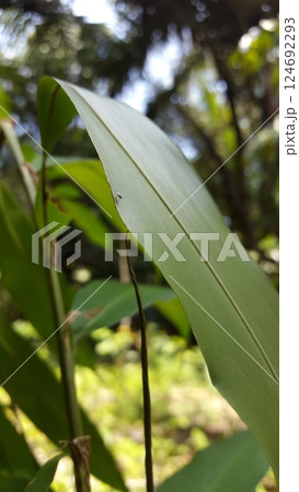 Druon quercuslanigerum, Braconid wasp (Cotesia marginiventris), Cryptanusia aureiscutellum (Girault, 1926) 124692293