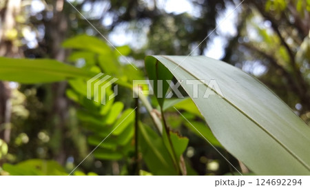 Out of focussed. Druon quercuslanigerum, Braconid wasp (Cotesia marginiventris), Cryptanusia aureiscutellum (Girault, 1926) 124692294