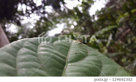Gold jumping spider. Tutelina elegans, Laba-laba Pelompat, Laba-laba Salticidae 124692302