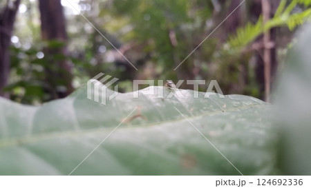 Out of focus. Asian Spiders Salticidae (Jumping Spiders). Sidusa is a genus of jumping spiders. Elegant Golden Jumper, Chrysilla volupe, jumping spider, Genus Sidusa. Small blue spider. 124692336
