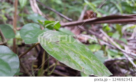 Small winged insects perched on leaves. Shot in the forest. Braconid wasp (Cotesia marginiventris), Druon quercuslanigerum. Small winged insects perched on leaves. Shot in the forest. Braconid wasp (Cotesia marginiventris), Druon quercuslanigerum. 124692341