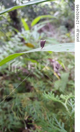 Long horned moths, Psychoides verhuella, Psychoides filicivora, Infurcitinea argentimaculella, Oxypteryx unicolorella, Lebendfotos, Crocanthes glycina. Shot in forest. 124692446
