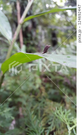 Long horned moths, Psychoides verhuella, Psychoides filicivora, Infurcitinea argentimaculella, Oxypteryx unicolorella, Lebendfotos, Crocanthes glycina. Shot in forest. 124692447