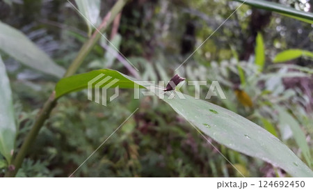 Long horned moths, Psychoides verhuella, Psychoides filicivora, Infurcitinea argentimaculella, Oxypteryx unicolorella, Lebendfotos, Crocanthes glycina. Shot in forest. Long horned moths, Psychoides verhuella, Psychoides filicivora, Infurcitinea argentimaculella, Oxypteryx unicolorella, Lebendfotos, Crocanthes glycina. Shot in forest. 124692450