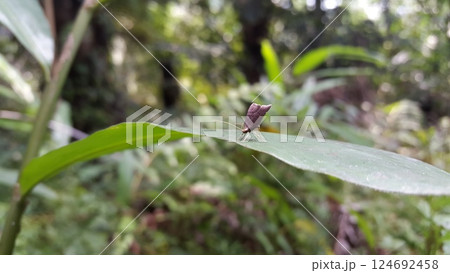Long horned moths, Psychoides verhuella, Psychoides filicivora, Infurcitinea argentimaculella, Oxypteryx unicolorella, Lebendfotos, Crocanthes glycina. Shot in forest. Long horned moths, Psychoides verhuella, Psychoides filicivora, Infurcitinea argentimaculella, Oxypteryx unicolorella, Lebendfotos, Crocanthes glycina. Shot in forest. 124692458