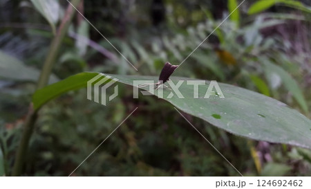 Out of focus. Long horned moths, Psychoides verhuella, Psychoides filicivora, Infurcitinea argentimaculella, Oxypteryx unicolorella, Lebendfotos, Crocanthes glycina 124692462