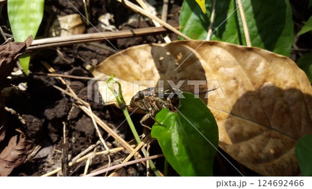 neotibicen tibicen, megatibicen auletes, dog day cicadas, cicadas, cicadae, giant cicadaInsect T auletes. Shot in Forest. 124692466