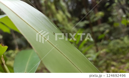 Out of foccussed. Small winged insects perched on leaves. Shot in forest. Out of foccussed. Small winged insects perched on leaves. Shot in forest. 124692496