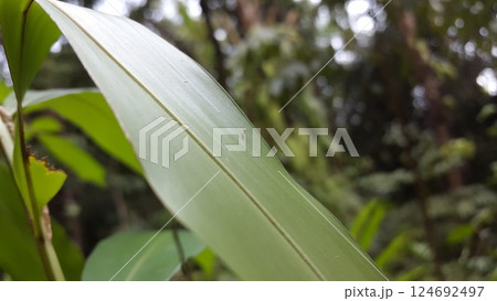 Small winged insects perched on leaves. Shot in forest. 124692497