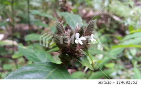 Lepidagathis incurva flower wallpaper. Shot in mountain.Justicia micrantha, Phaulopsis imbricata, ACANTHACEAE, willow leaf scale flower, Lepidagathis incurva, Phaulopsis Lepidagathis incurva flower wallpaper. Shot in mountain.Justicia micrantha, Phaulopsis imbricata, ACANTHACEAE, willow leaf scale flower, Lepidagathis incurva, Phaulopsis 124692552