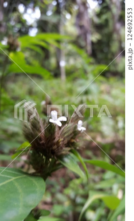 Lepidagathis incurva flower wallpaper. Shot in mountain.Justicia micrantha, Phaulopsis imbricata, ACANTHACEAE, willow leaf scale flower, Lepidagathis incurva, Phaulopsis 124692553