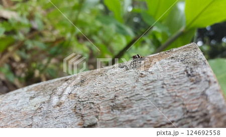 Anthomyia insects perch on dead trees. Shot in jungle. Anthomyia illocata, Anthomyia oculifera, Anthomyia pluvialis, Zelia vertebrata 124692558